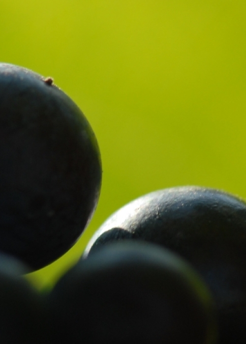 Cabernet Sauvignon Beeren 4